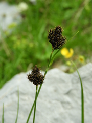 Carex parviflora