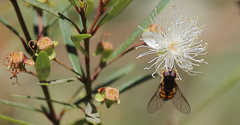 Syrphus octomaculatus