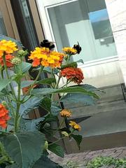 Bombus