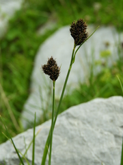 Carex parviflora
