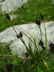 Carex parviflora