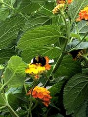 Bombus
