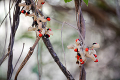 Rhynchosia precatoria