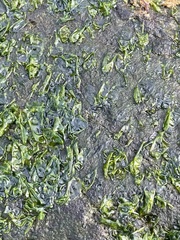 Prasiola meridionalis