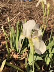 Iris albicans