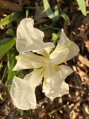 Iris albicans