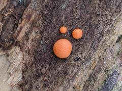 Lycogala epidendrum terrestre