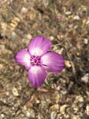 Clarkia cylindrica