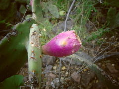 Opuntia rileyi