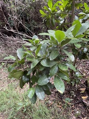Corynocarpus laevigatus