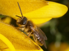 Andrena dorsata