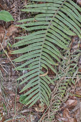 Pleopeltis lepidotricha