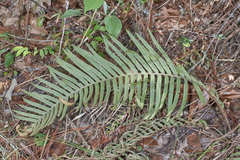 Pleopeltis lepidotricha