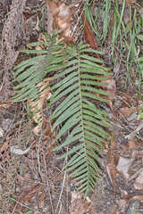 Pleopeltis lepidotricha