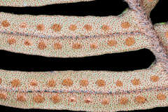 Pleopeltis lepidotricha