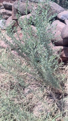 Baccharis pteronioides