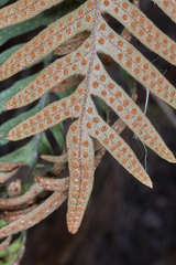 Pleopeltis lepidotricha