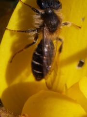 Andrena dorsata