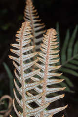 Pleopeltis lepidotricha