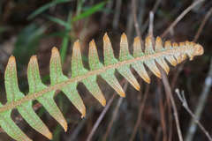 Pleopeltis lepidotricha
