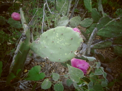 Opuntia rileyi
