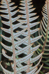 Pleopeltis lepidotricha