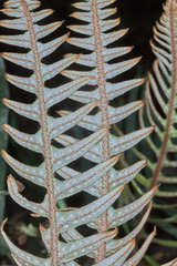 Pleopeltis lepidotricha