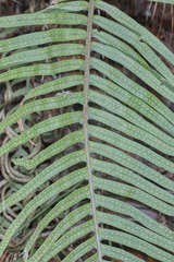 Pleopeltis lepidotricha