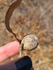 Amphibolips globulus