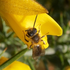 Andrena dorsata