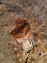 Amphibolips globulus