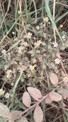 Perityle microglossa