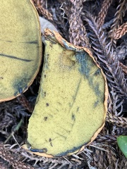 Buchwaldoboletus xylophilus