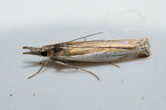 Crambus agitatellus