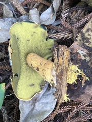 Buchwaldoboletus xylophilus