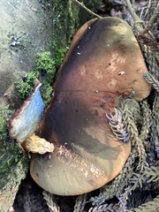 Buchwaldoboletus xylophilus