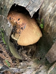 Buchwaldoboletus xylophilus