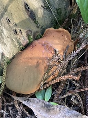 Buchwaldoboletus xylophilus