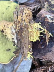 Buchwaldoboletus xylophilus