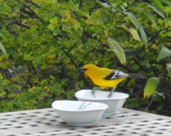 Icterus nigrogularis