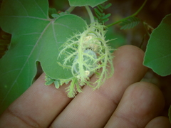Passiflora arida