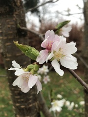 Prunus takesimensis