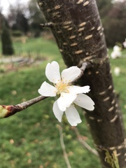 Prunus takesimensis