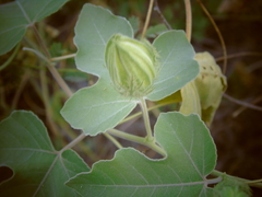 Passiflora arida