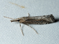 Hednota crypsichroa
