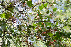 Rhynchosia precatoria