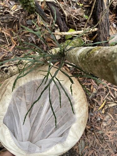 Korthalsella platycaula