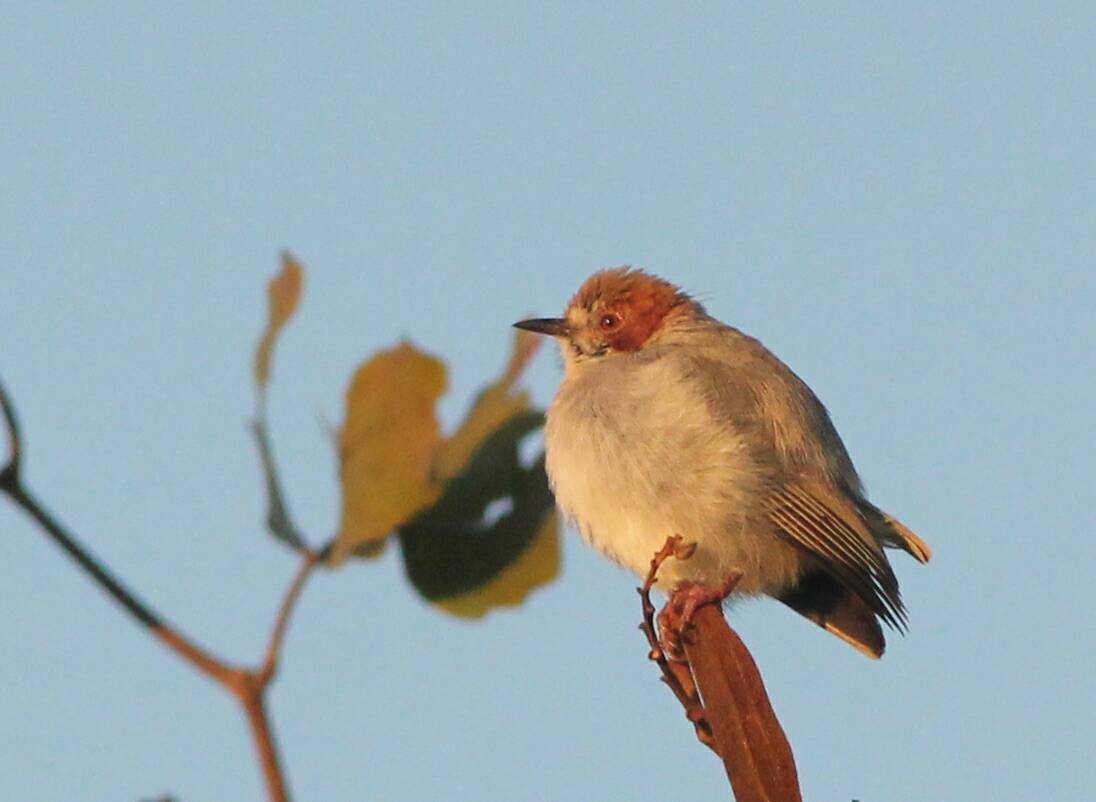 Red-capped Crombec (Sylvietta ruficapilla), photo 3