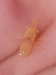 Hippolyte coerulescens