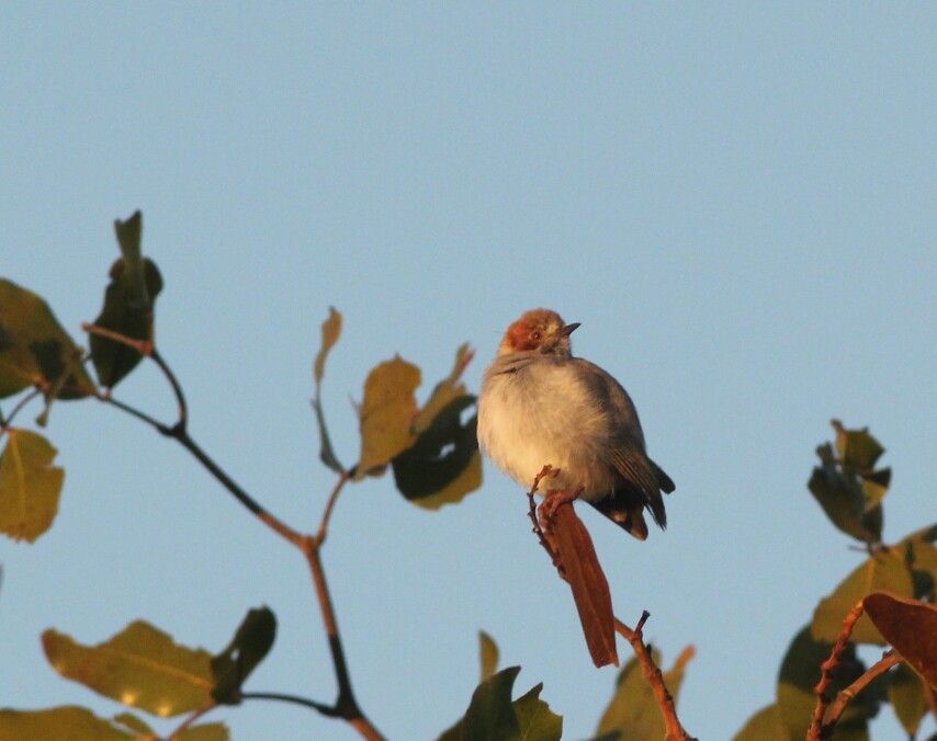 Red-capped Crombec (Sylvietta ruficapilla), photo 4